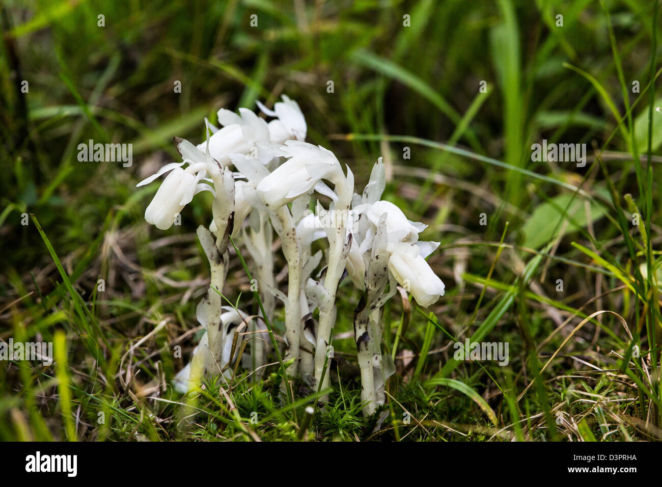 Indian-Pipe Stock Photo