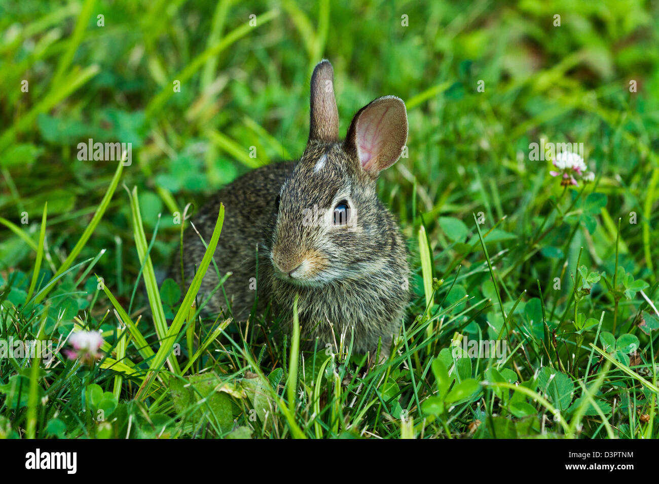 Eastern cottontail rabbit Stock Photo Alamy