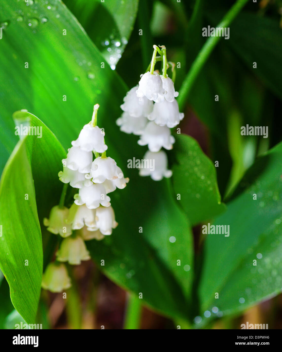 White lily valley flowers dew hi-res stock photography and images - Alamy