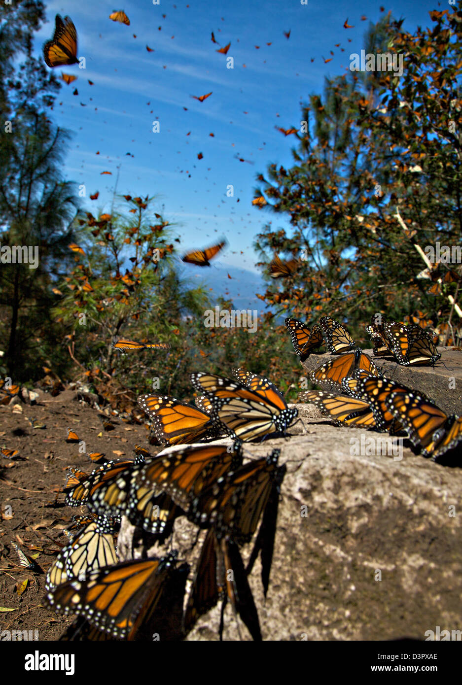 Mexico monarch butterfly swarm hires stock photography and images Alamy