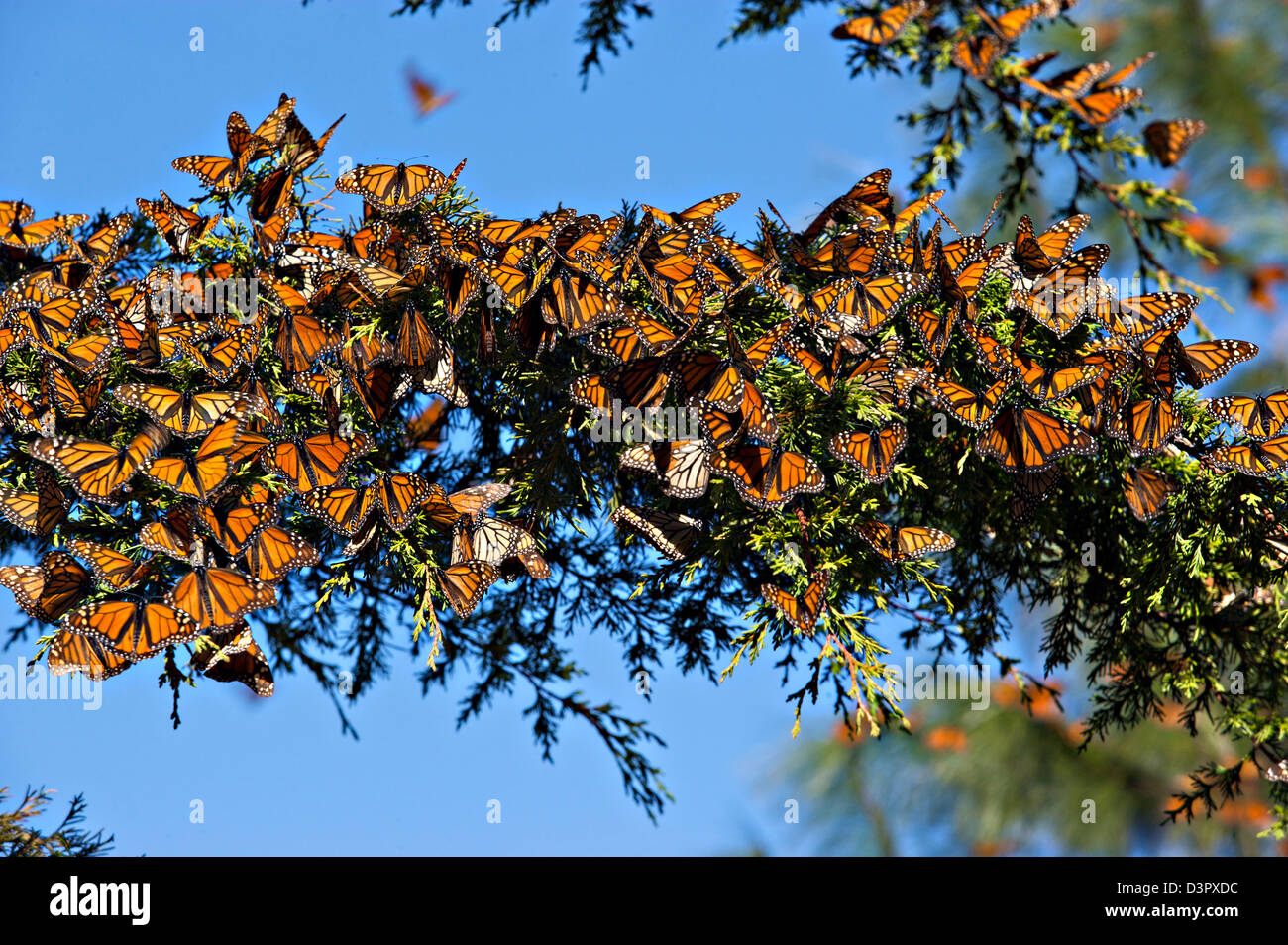 Monarch Butterflies mass in the Cerro Pellon mountain at the Monarch Butterfly Biosphere Reserve