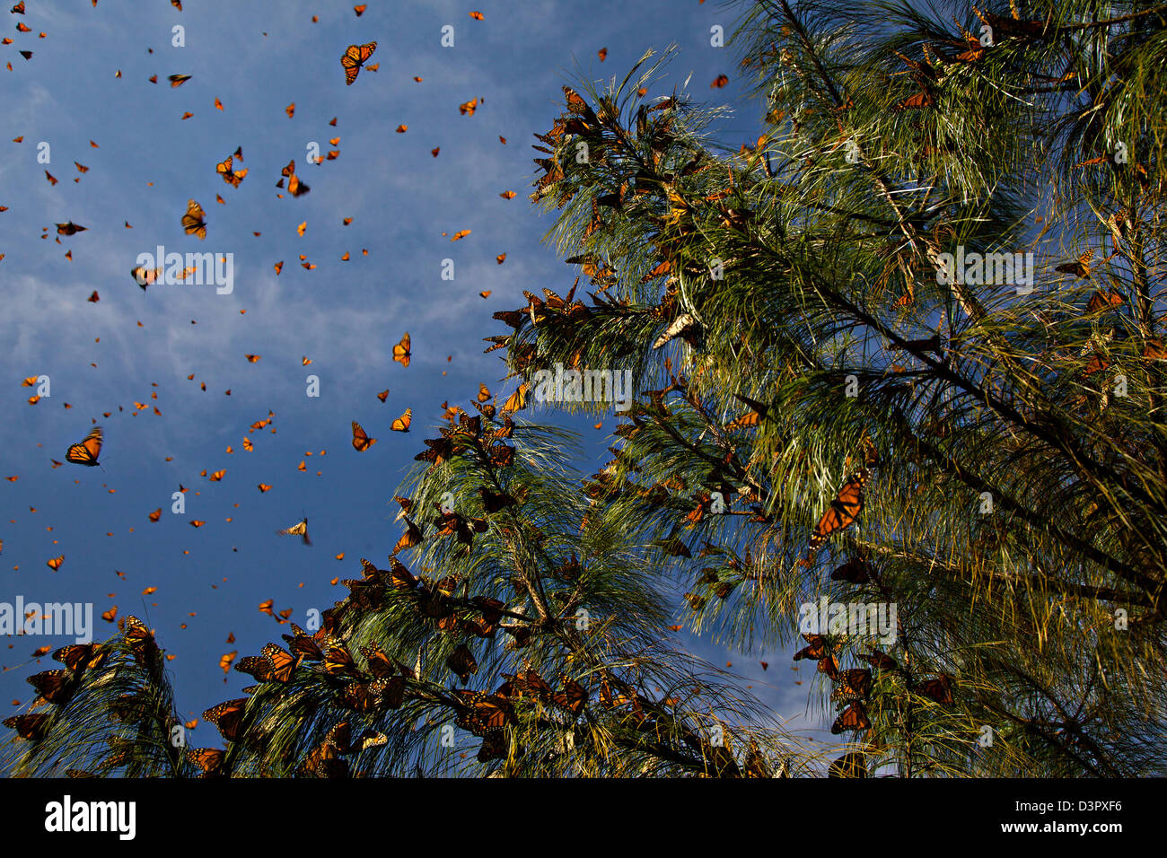 Monarch Butterflies Mass At The Monarch Butterfly Biosphere Reserve In ...