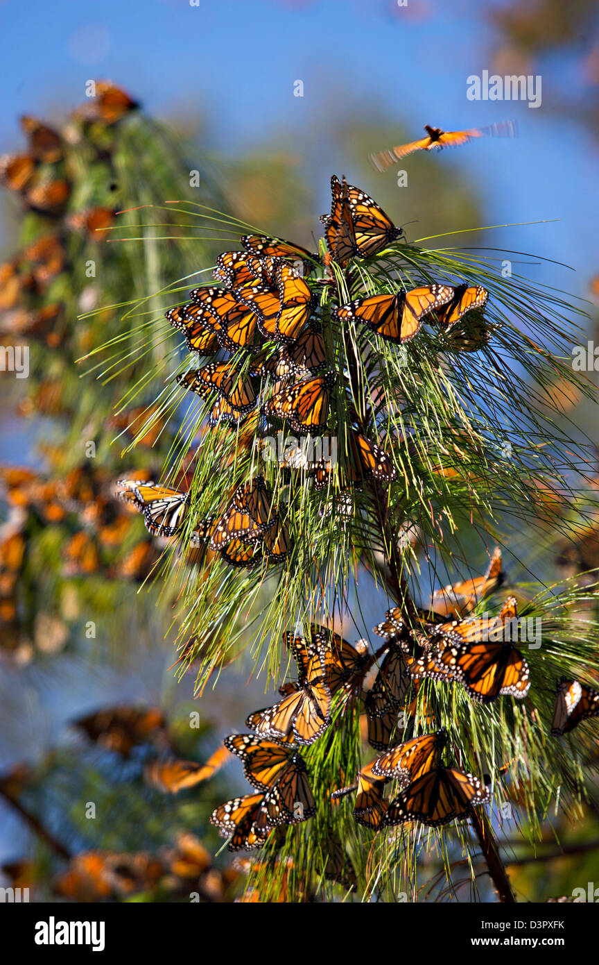 Monarch Butterflies mass at the Monarch Butterfly Biosphere Reserve in