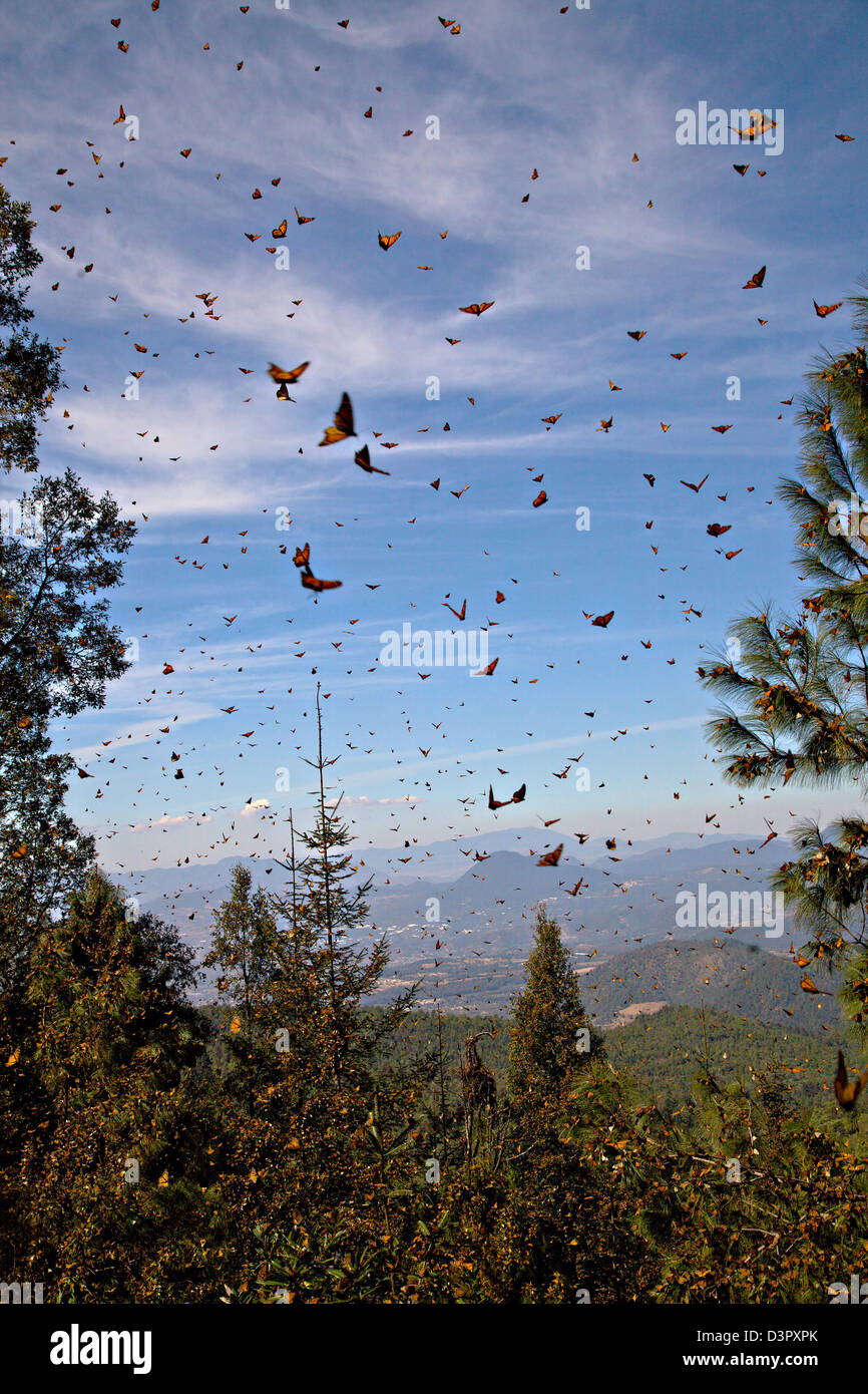 Male Monarch | Beauty On The Wing