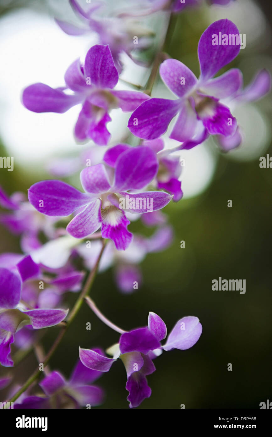Flowers in kerala hi-res stock photography and images - Alamy
