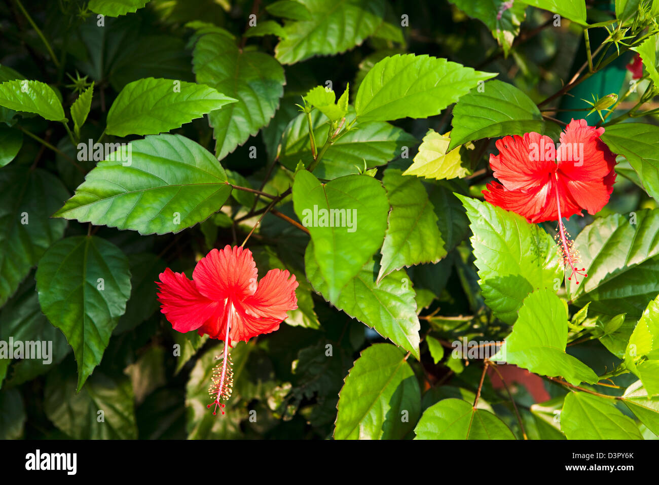 Hibiscus flowers india hires stock photography and images Alamy