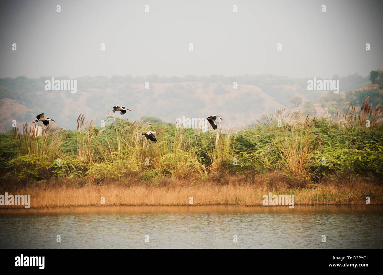 Flying birds india hi-res stock photography and images - Alamy