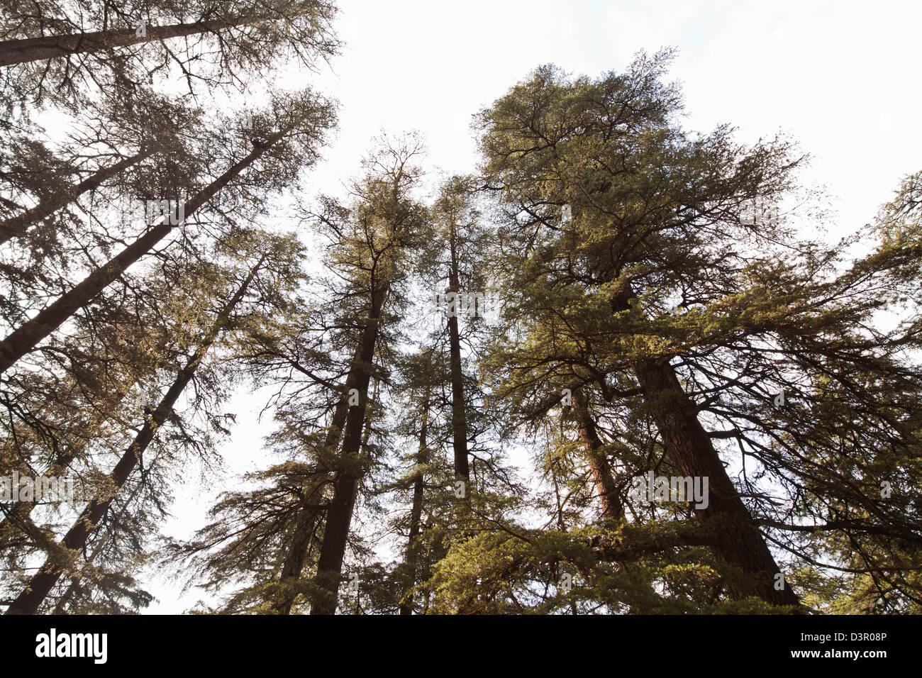 Low angle view of tall pine trees in a forest, Shimla, Himachal Pradesh, India Stock Photo