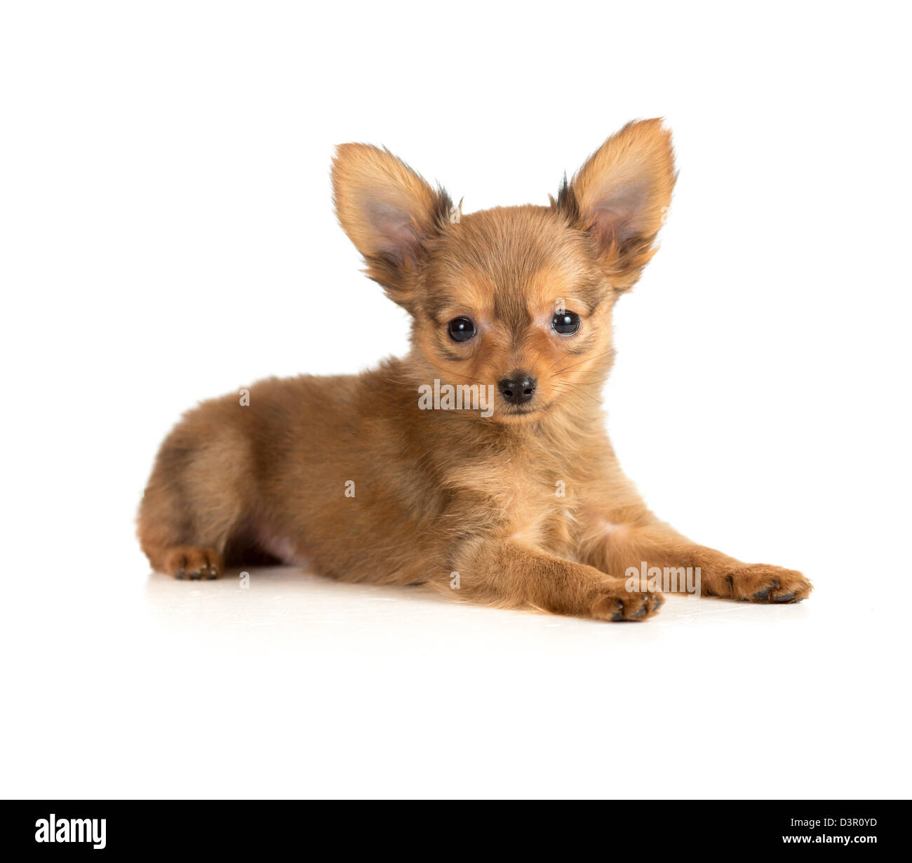 toy terrier puppy lying Stock Photo
