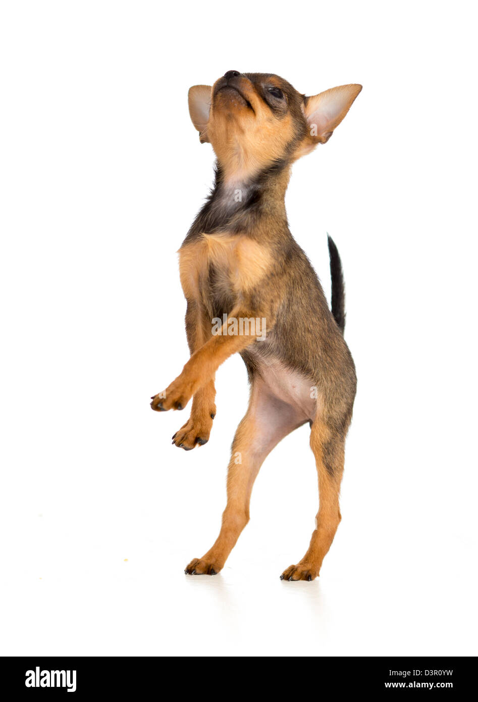 Standing puppy. Russian toy terrier. Stock Photo