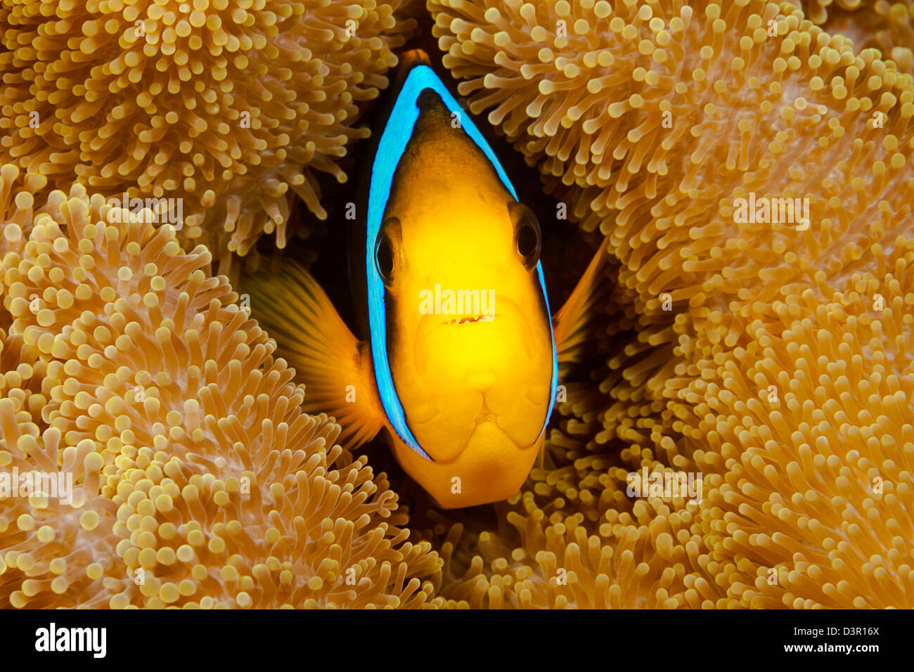 This orange-fin anemonefish, Amphiprion chrysopterus, is pictured hiding in it's host anemone, Fiji. Stock Photo