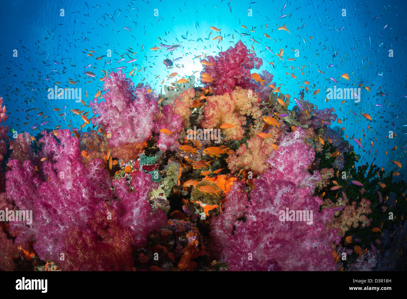 Alconarian coral and schooling anthias dominate this Fijian reef scene. Stock Photo