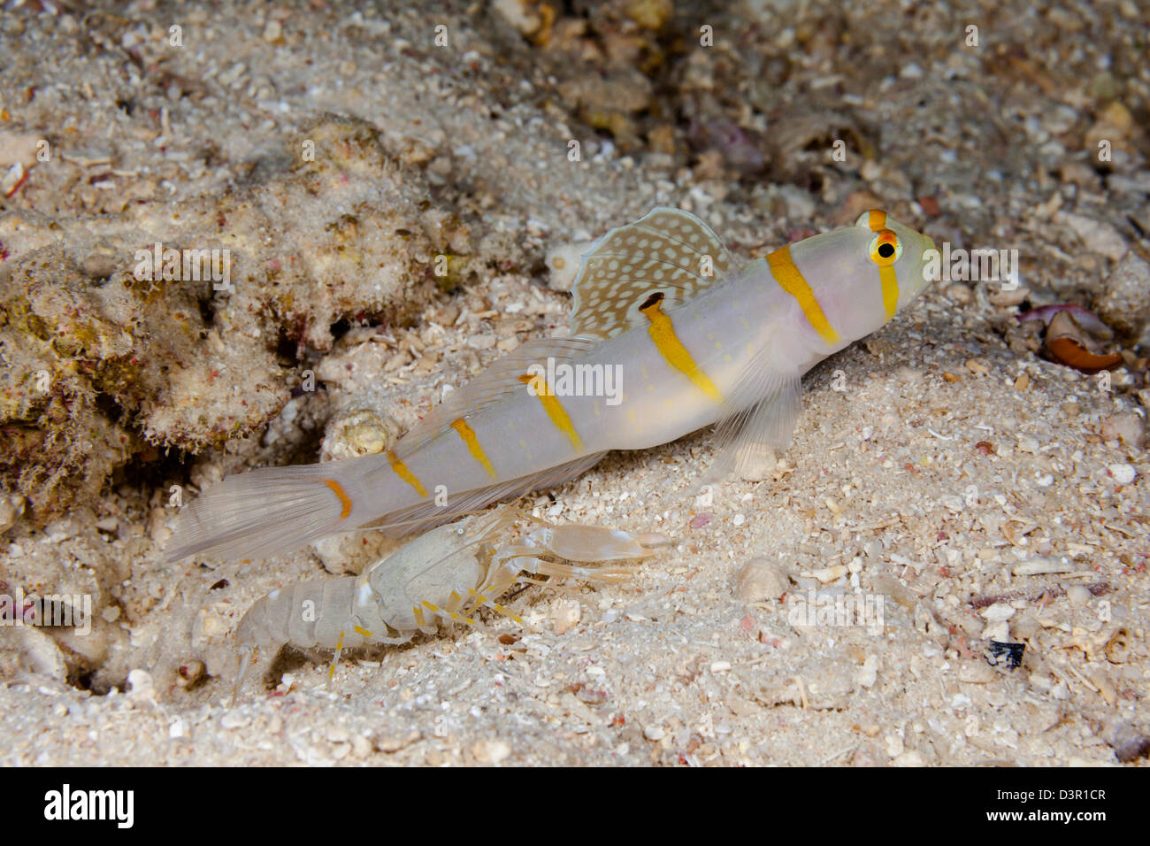 Randall's shrimp goby, Amblyeleotris randalli, lives with this blind snapping shrimp, who is excavating their den, Fiji. Stock Photo