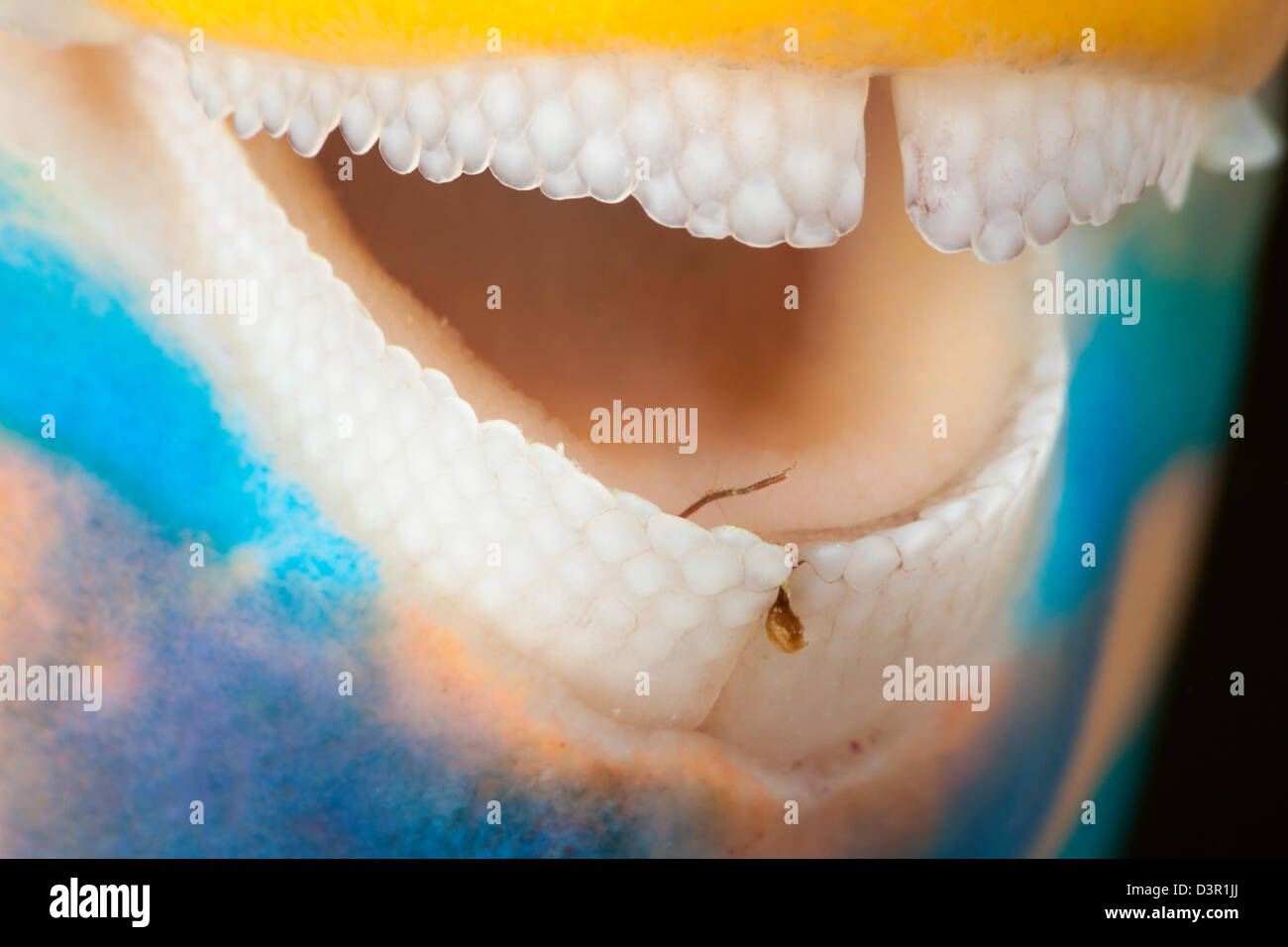 A close look at night of the dental plates of a three color parrotfish, Scarus tricolor, Fiji. Stock Photo