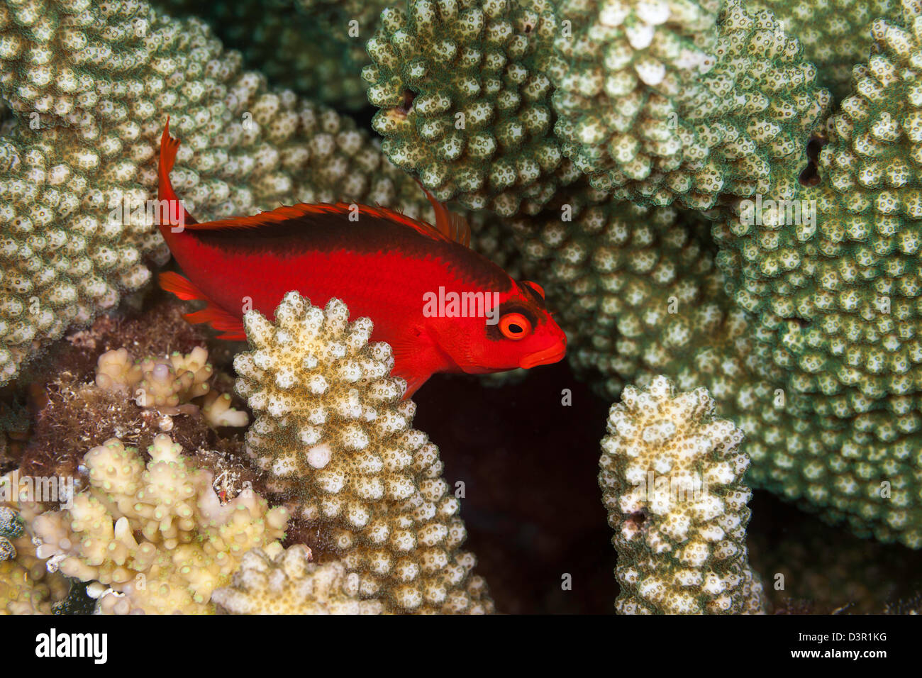 The flame hawkfish, Neocirrhites armatus, is unusual to find on the reefs in Fiji where this individual was photographed. Stock Photo