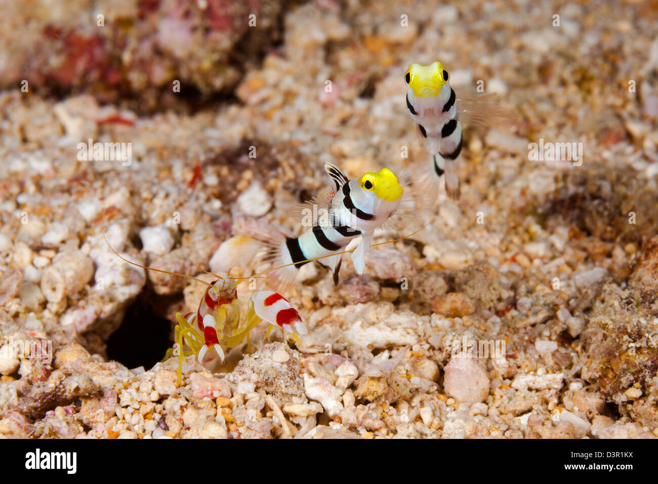 A pair of yellownose shrimp gobies, Stonogobiops xanthorhinica, with