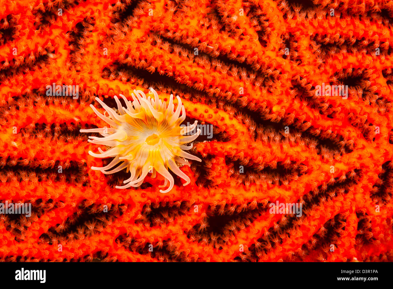 This gorgonian anemone, Nemanthus nitidus, also called a gorgonian wrapper, was photographed at night on a gorgonian fan, Fiji. Stock Photo