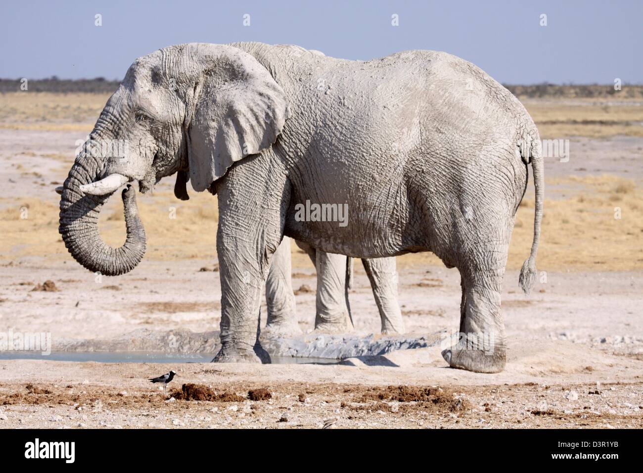 Muddy elephant at a waterhole in Etosha National Park, Namibia Stock Photo