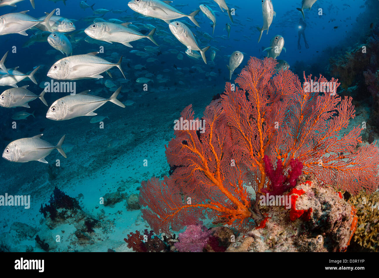 Alconarian and gorgonian coral with schooling bigeye jacks dominate this Fijian reef scene. Stock Photo