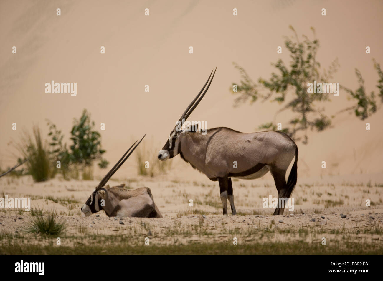 East African Oryx, Beisa in sand dunes in the Skeleton Coast National Park, Namibia Stock Photo