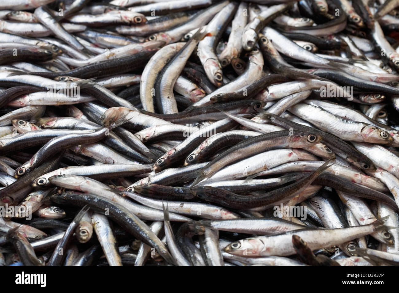 Fresh anchovies for sale at market in Turkey Stock Photo