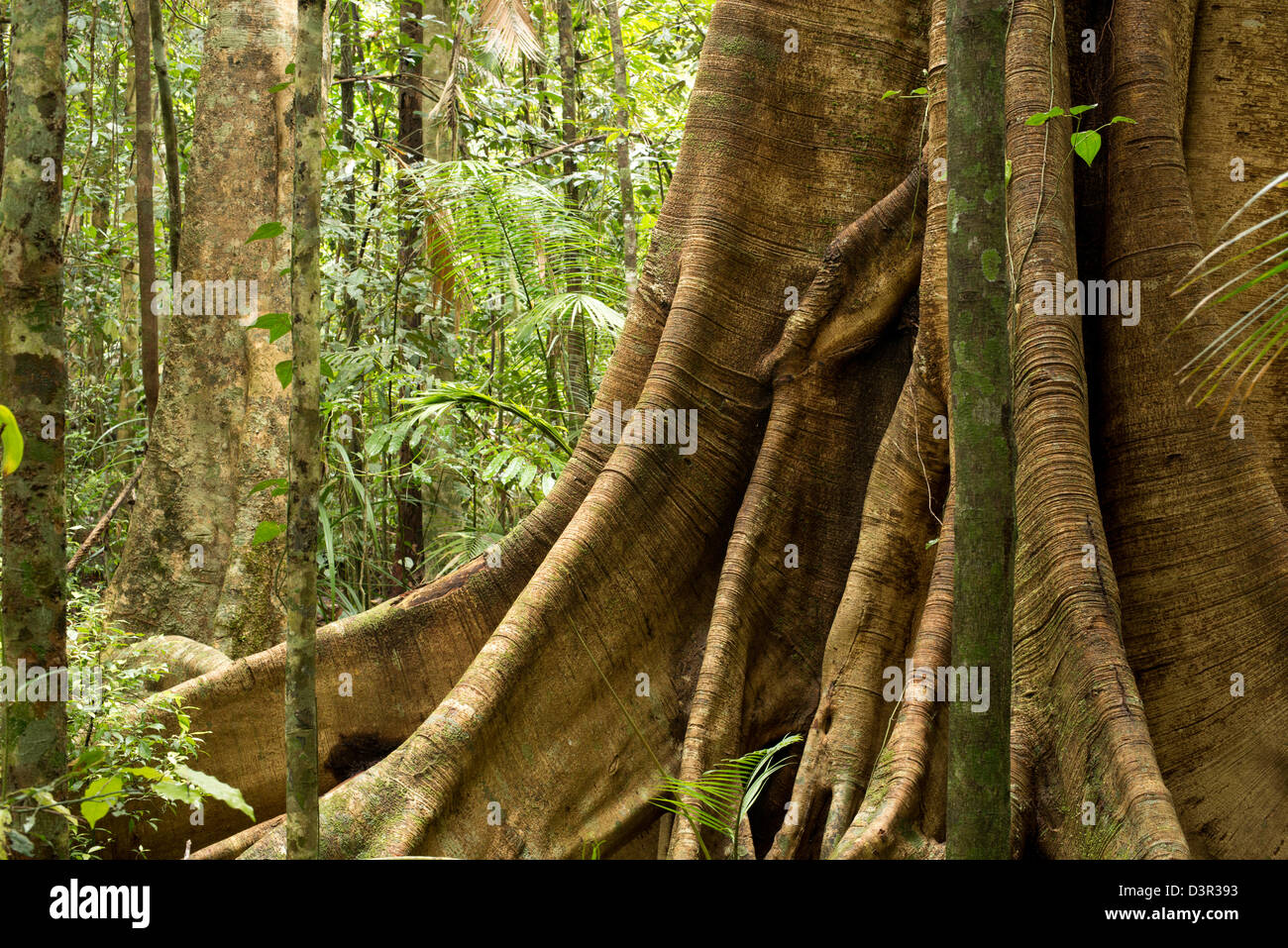 rainforest near Yungaburra, Atherton Tablelands, Far North Queensland, Australia Stock Photo