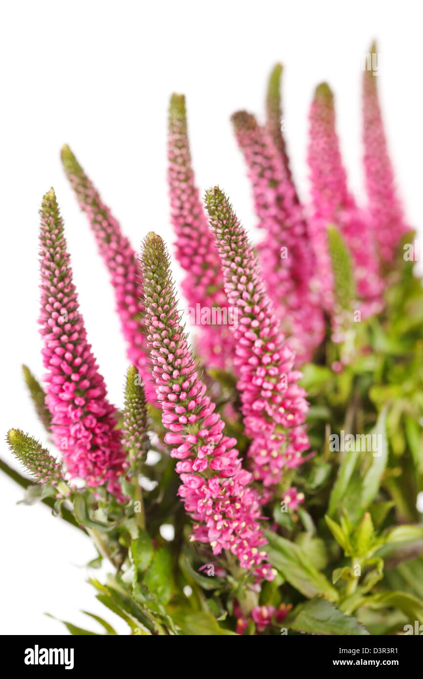 Beautiful bright pink flowers hi-res stock photography and images - Alamy