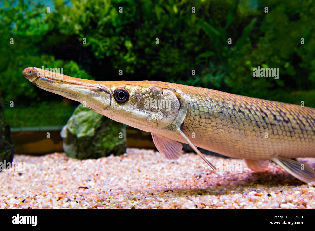 Long nose fish in aquarium Stock Photo