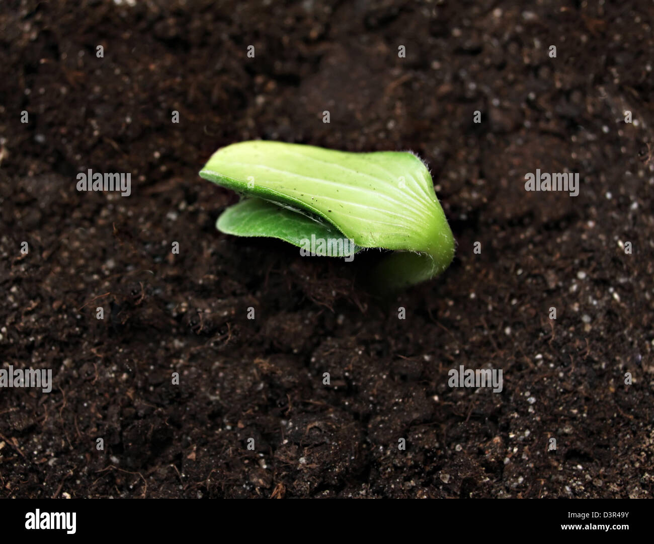 Green sprout in the ground, high resolution Stock Photo - Alamy
