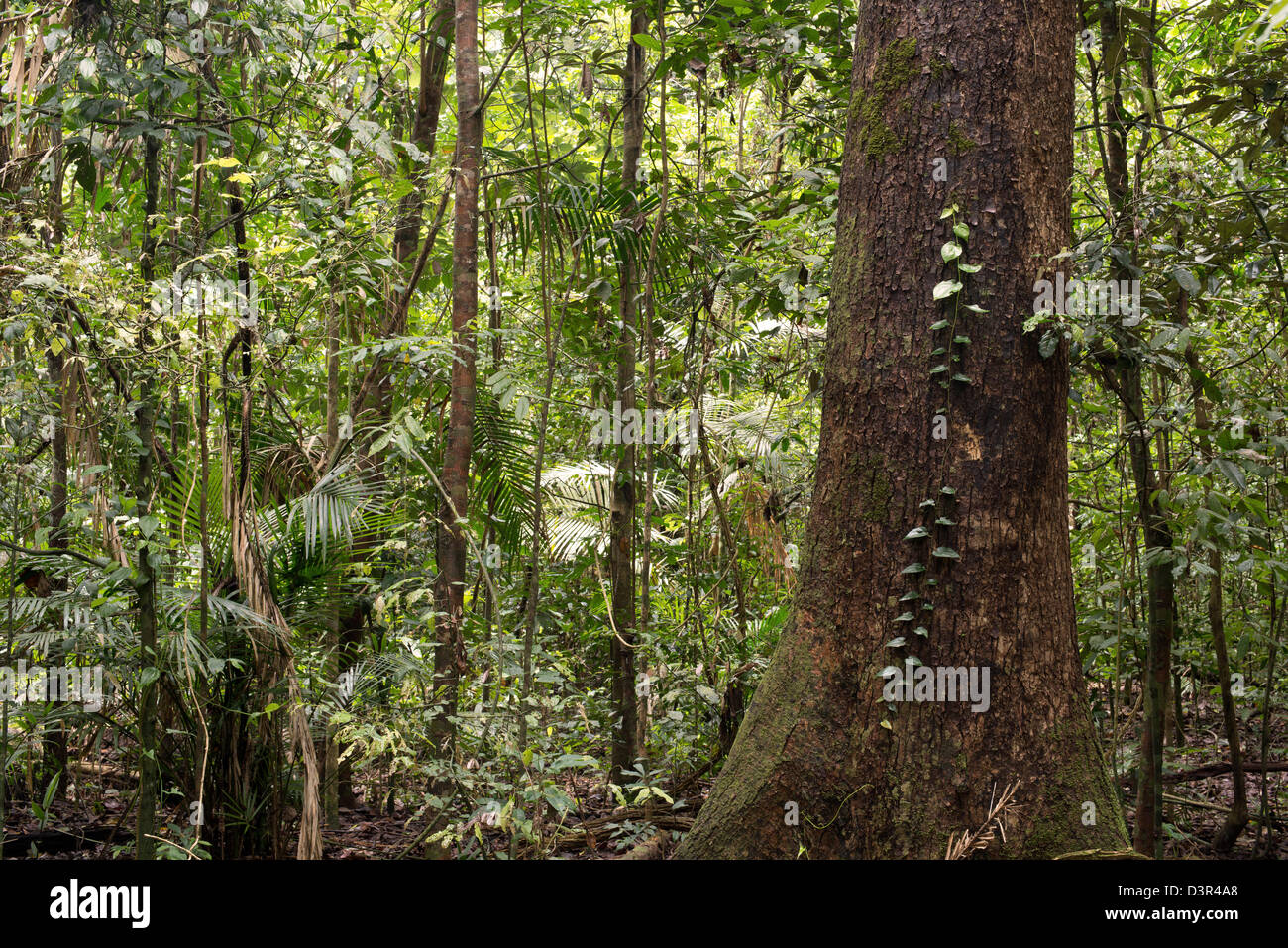 rainforest near Yungaburra, Atherton Tablelands, Far North Queensland, Australia Stock Photo