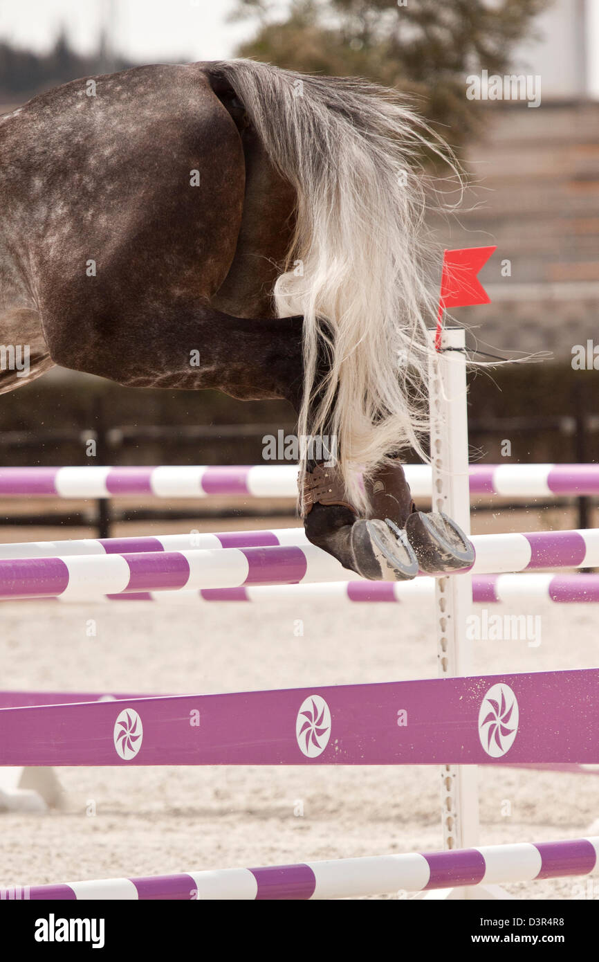Horse Hind Legs High Resolution Stock Photography and Images Alamy