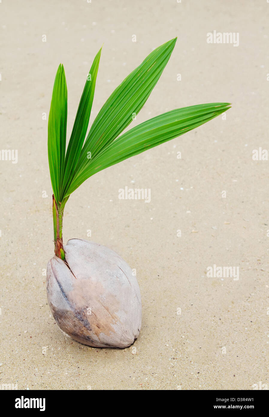 Coconut sprout on the beach Stock Photo - Alamy