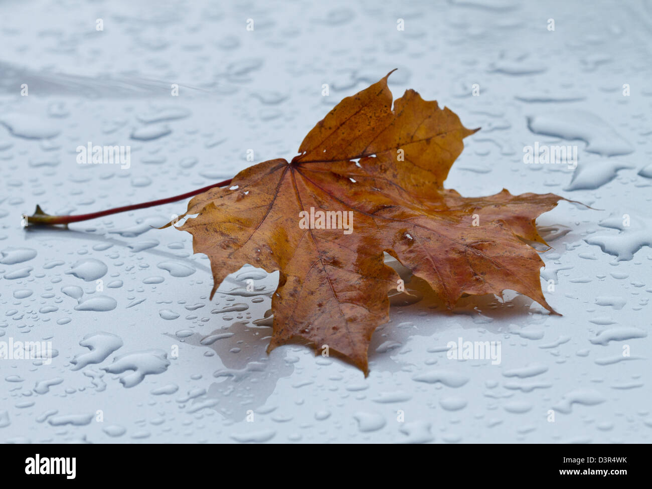 Autumn leaf on silver car in rain Stock Photo
