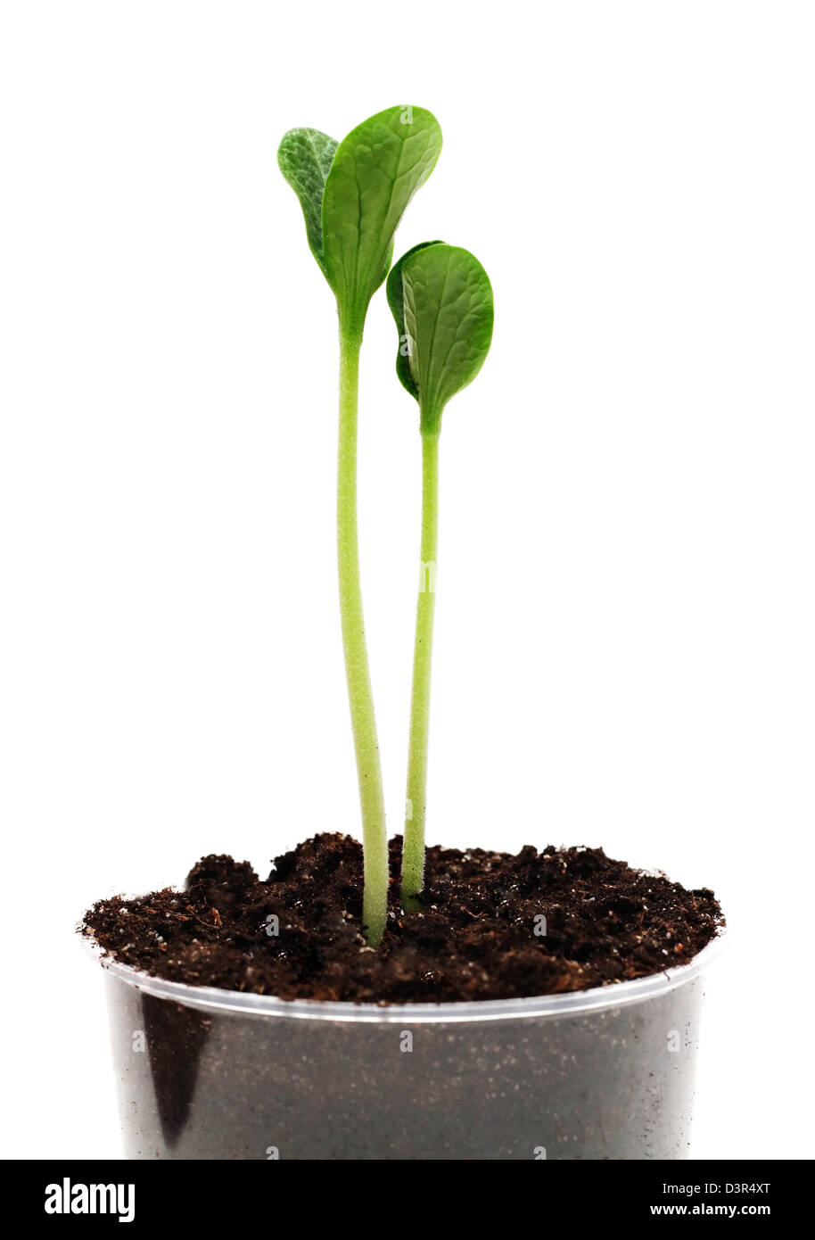 Two green sprouts in the pot isolated Stock Photo - Alamy