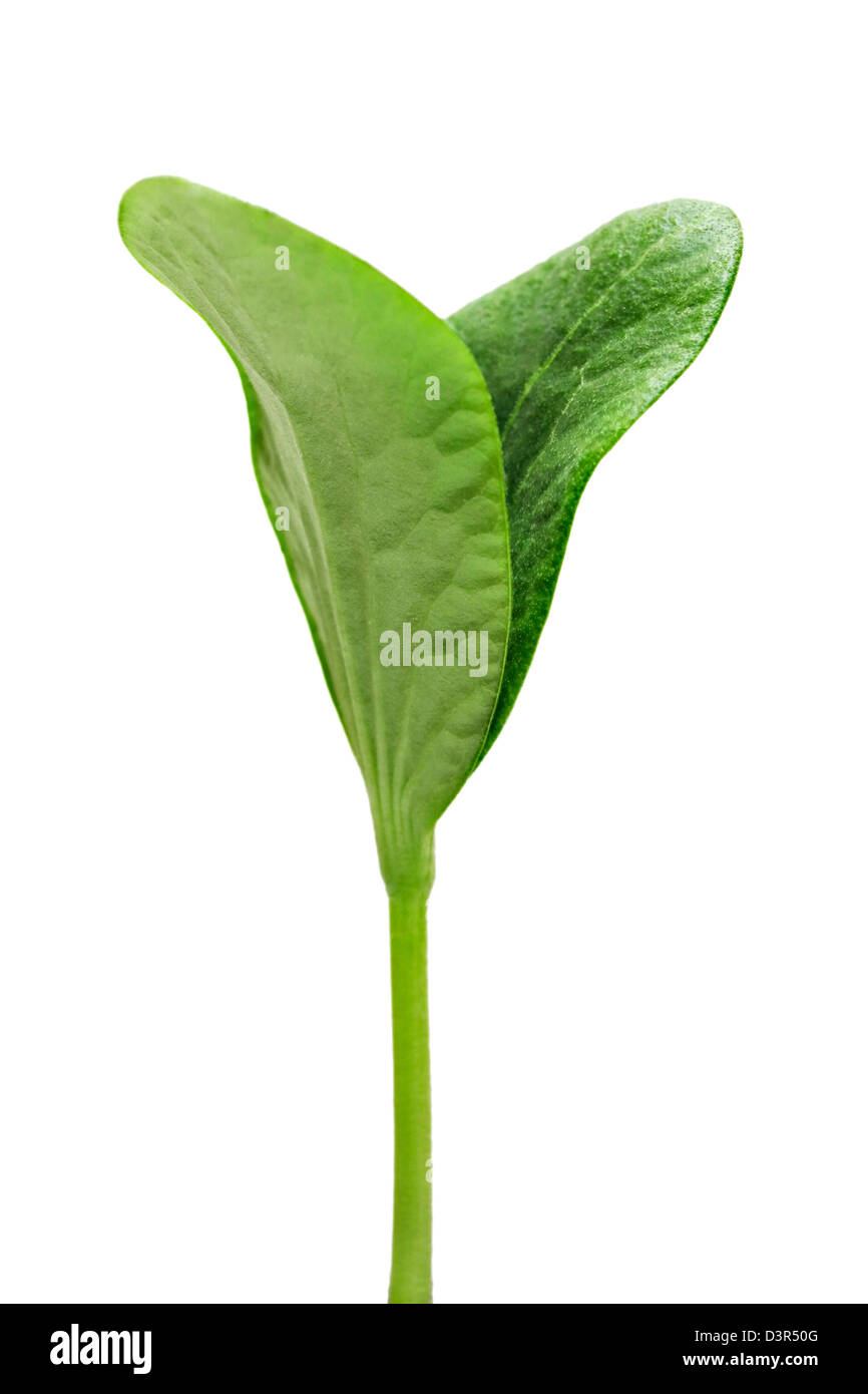 Green pumpkin sprout isolated on white background Stock Photo - Alamy