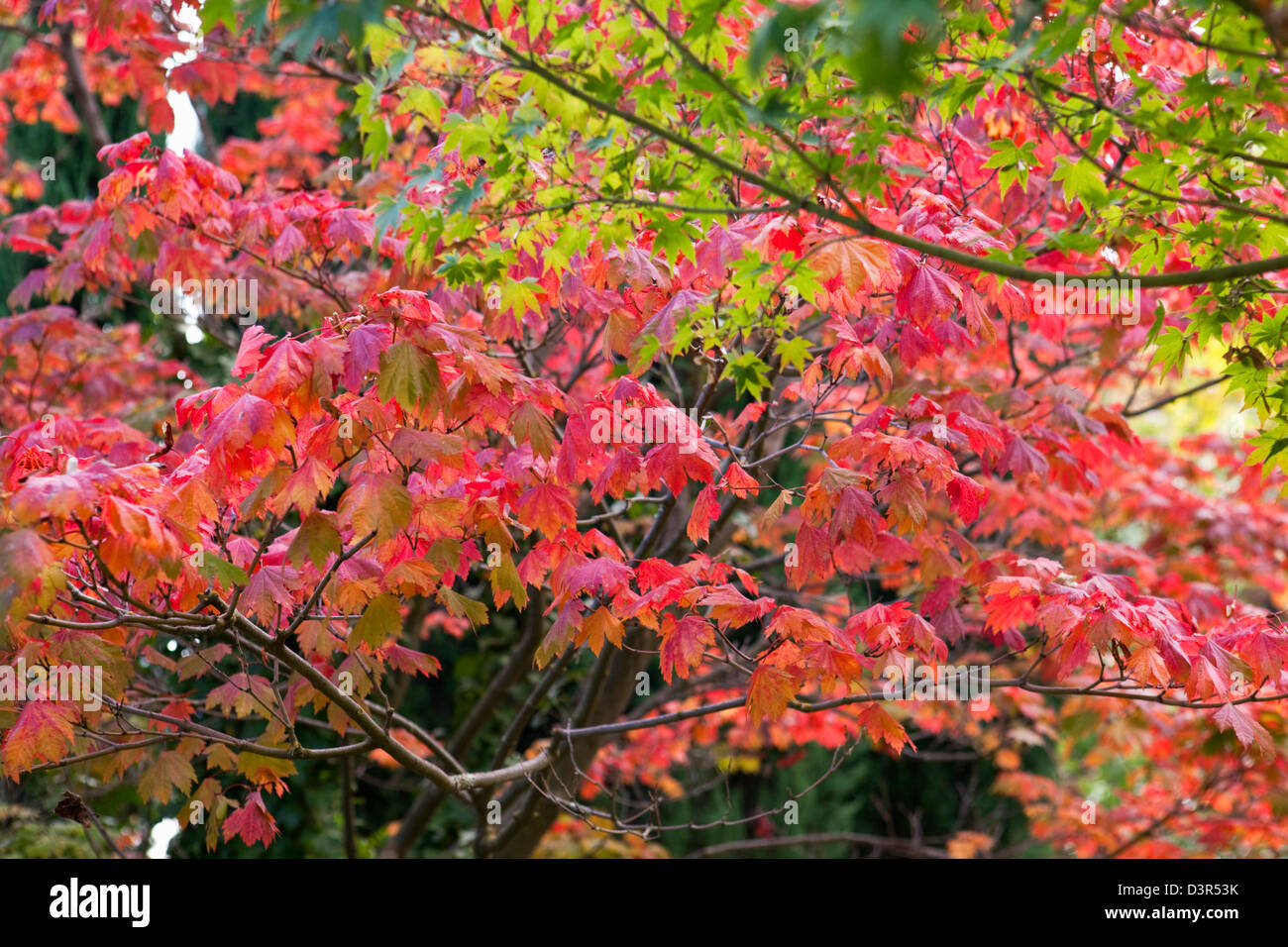 Trees in autumn colours. Canberra, Australian Capital Territory (ACT), Australia Stock Photo