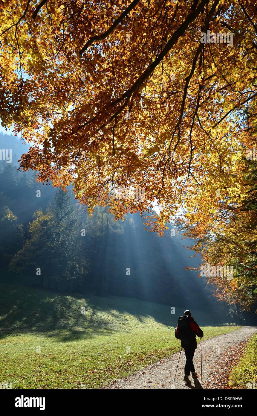 Autumn forest with sun beam Stock Photo