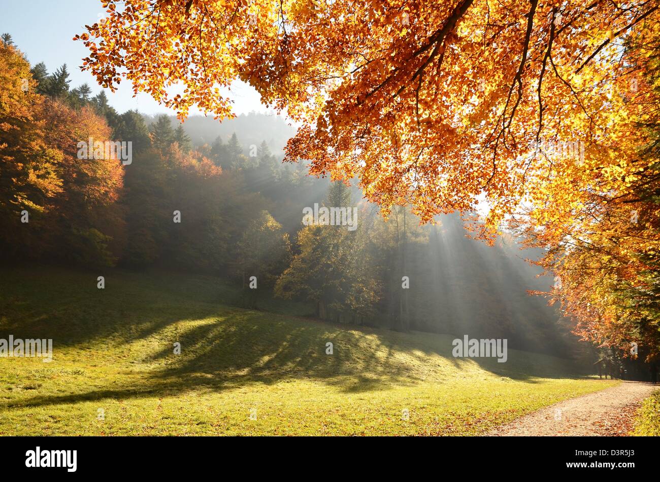 Autumn forest with sun beam Stock Photo