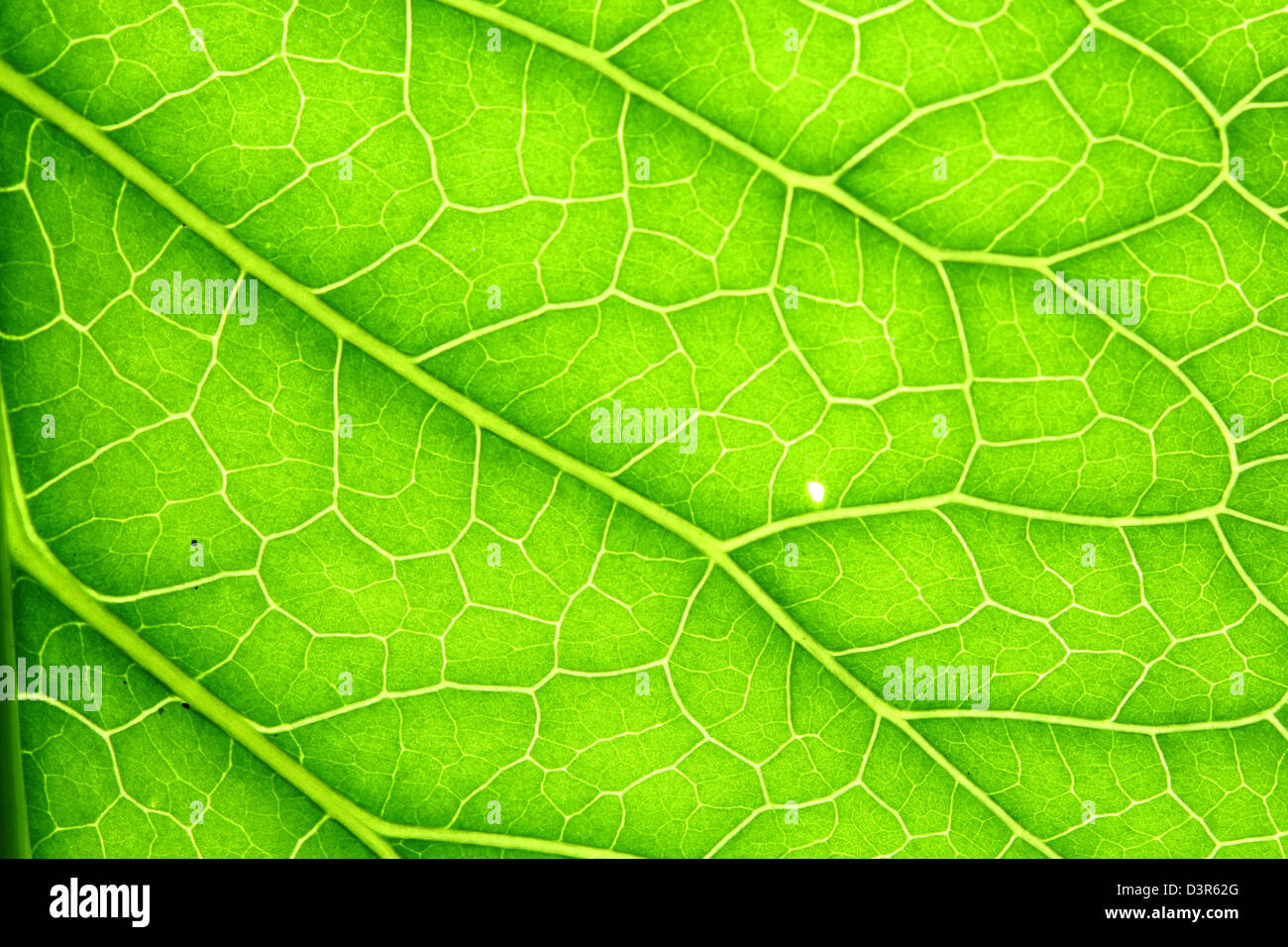 summer green leaf macro close up Stock Photo - Alamy