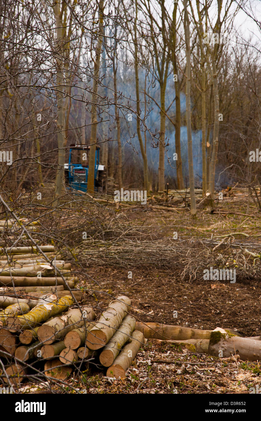 Hard wood woodland being cut down for fire wood Stock Photo