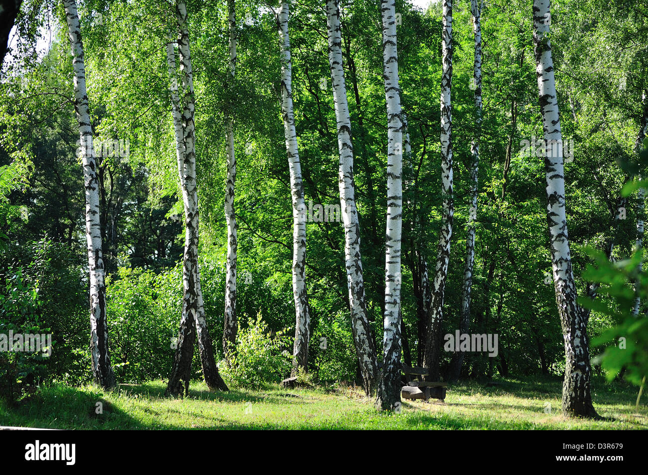 Sunlight in the green forest Stock Photo - Alamy