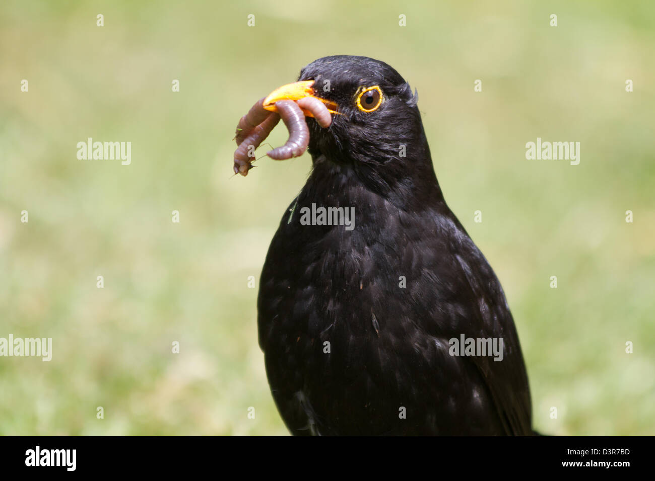 Male Blackbird carrying two worms in beak Stock Photo