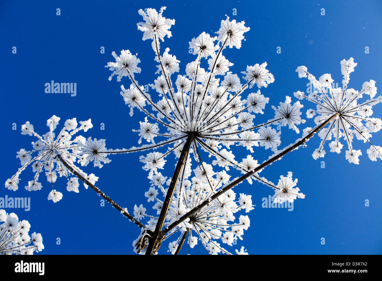 Flowers In Hoarfrost Stock Photo Alamy flowers-in-hoarfrost-stock-photo-alamy