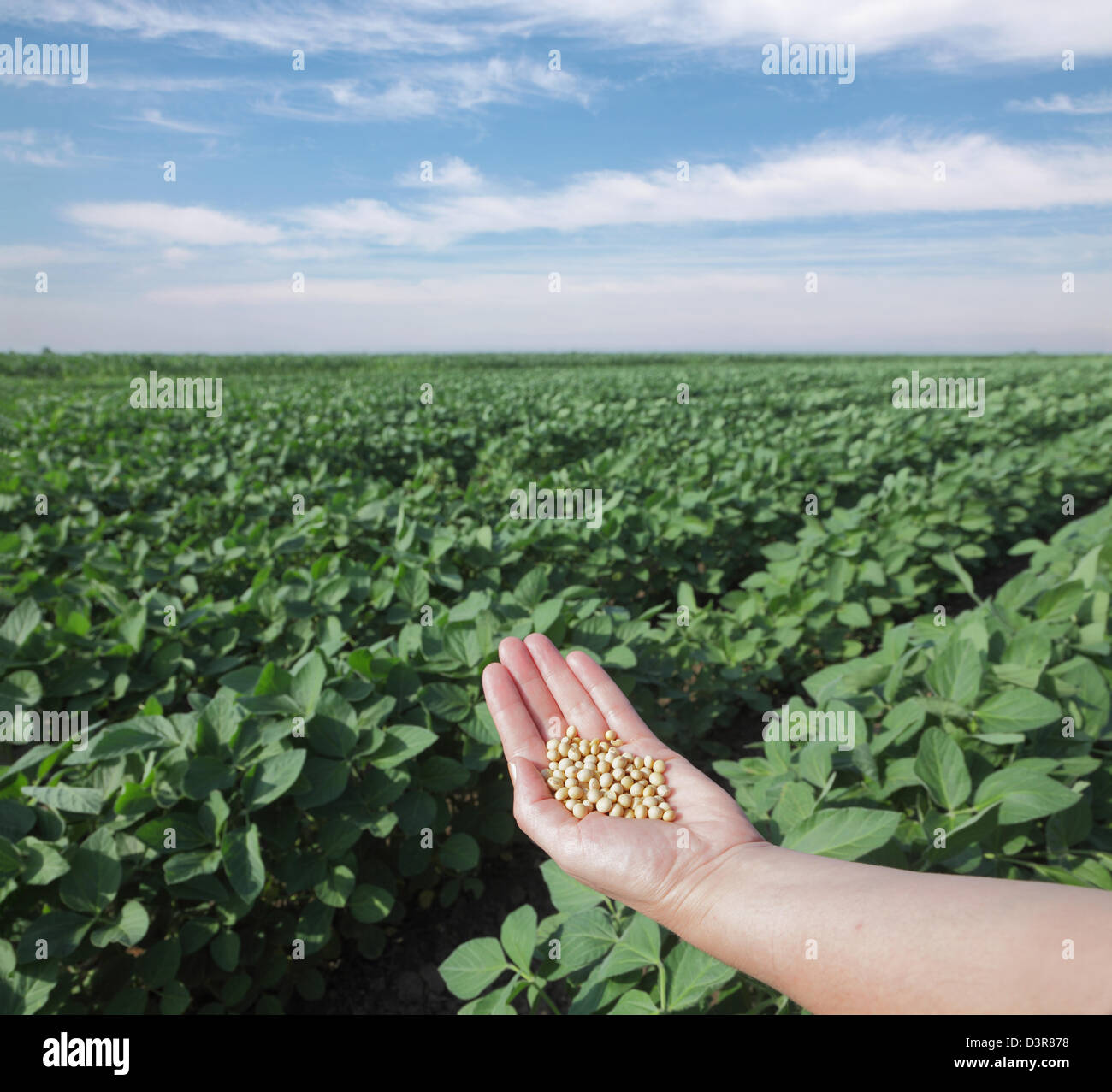 Соя как выглядит растение в поле Human hand with soy seed and soy field Stock Photo - Alamy