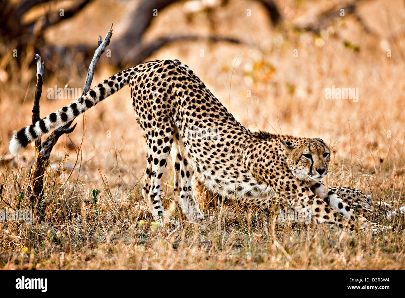 Cheetah stretching in Phinda Game Reserve, South Africa Stock Photo
