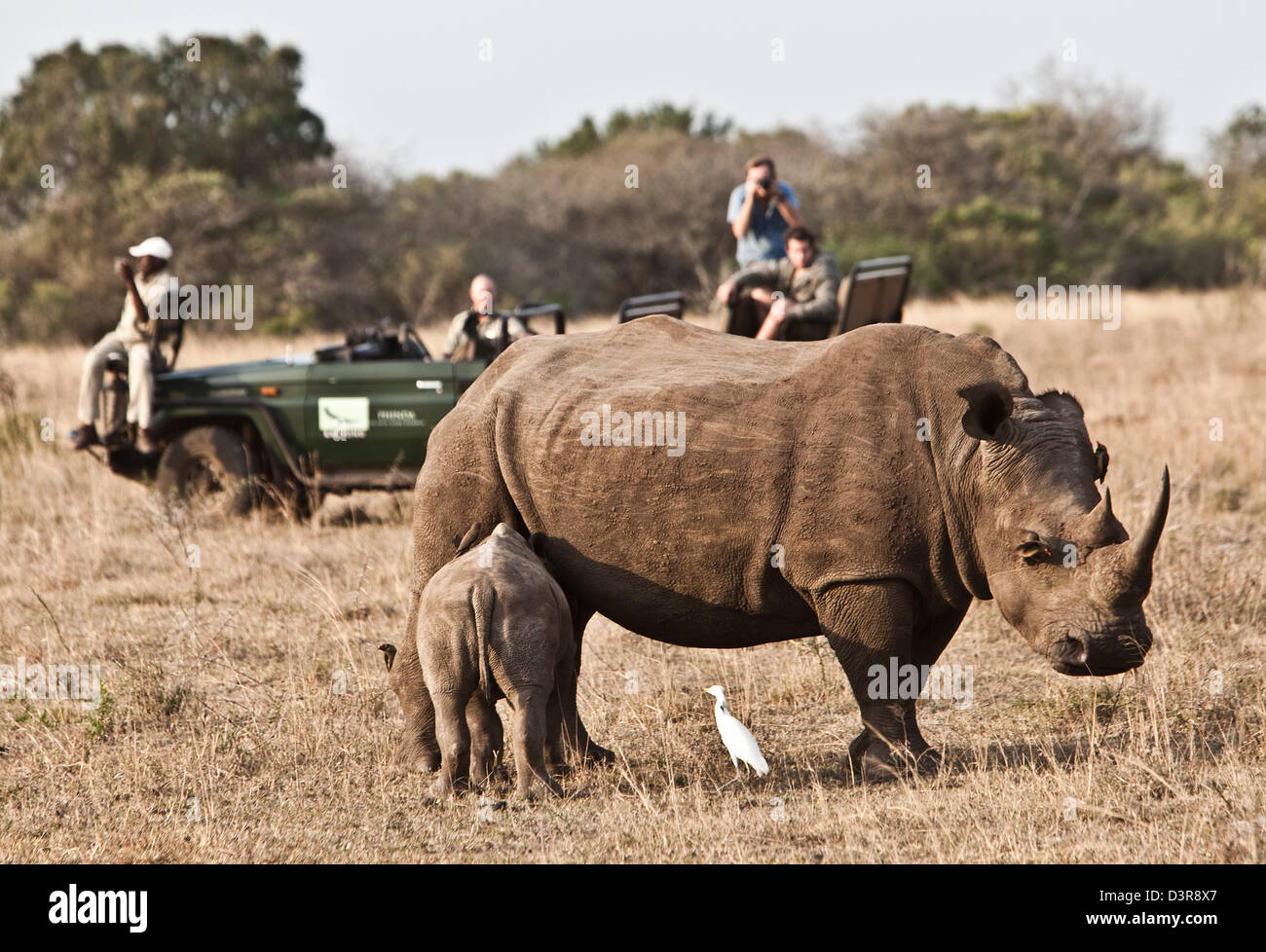 Photographers with a White Rhino and young in Phinda Game Reserve, South Africa Stock Photo