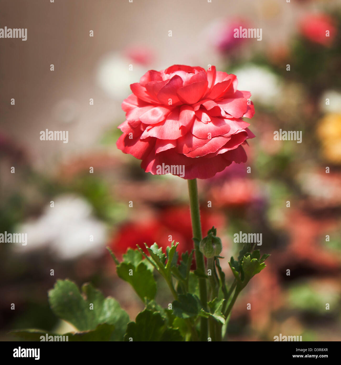the flower company india
