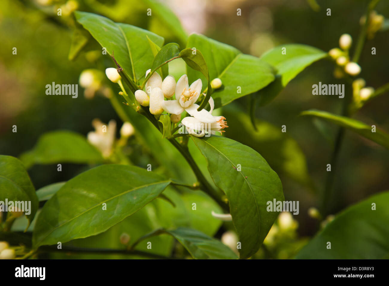 natural flowering citrus tree background Stock Photo Alamy