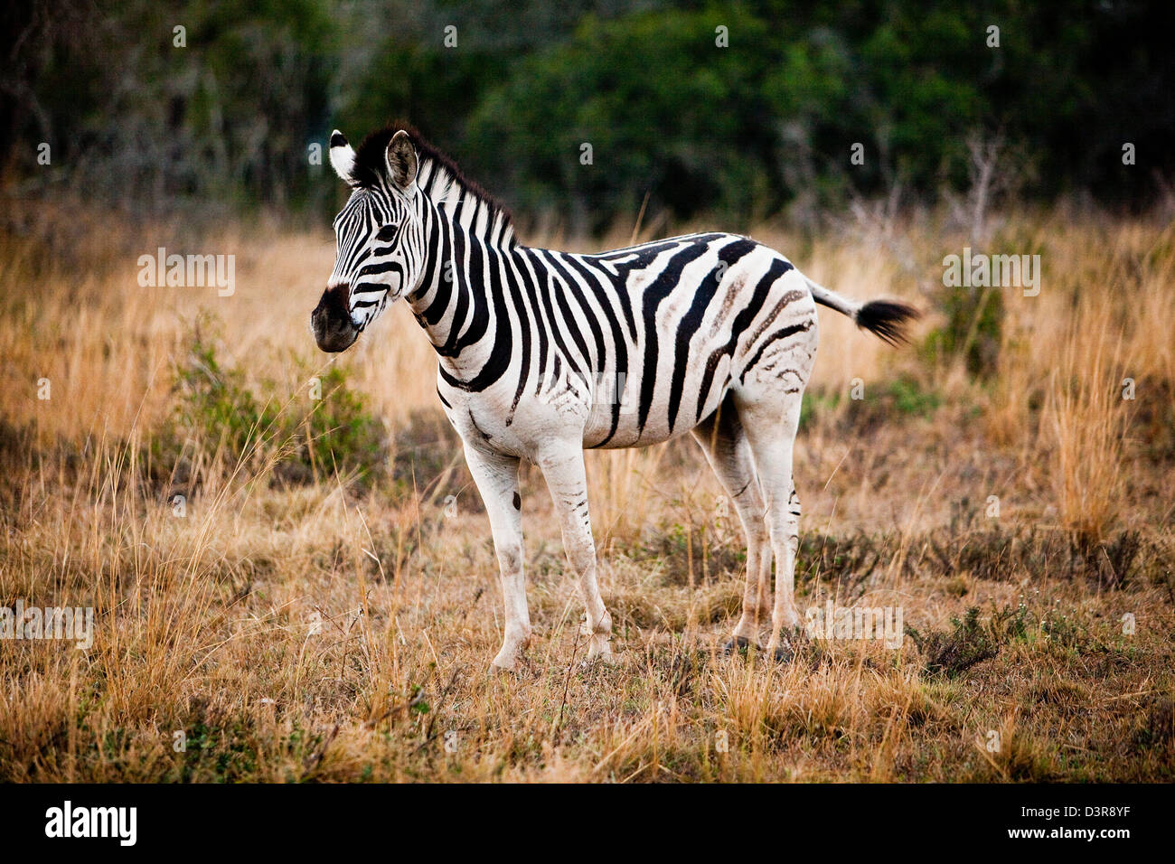 Plains zebra in Phinda Game Reserve, South Africa Stock Photo