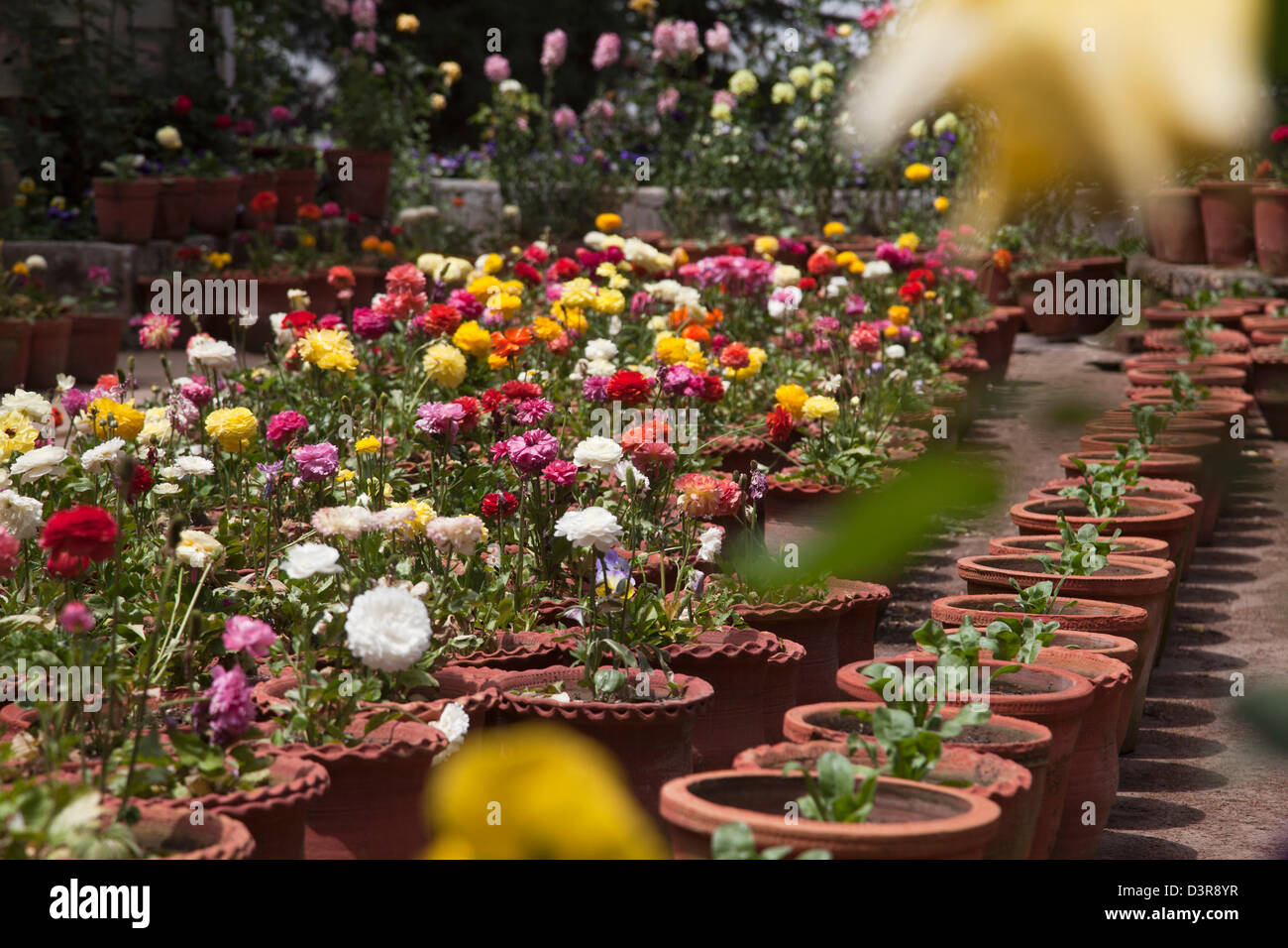 Flower nursery at Company Bagh in Mussoorie, Uttarakhand, India Stock
